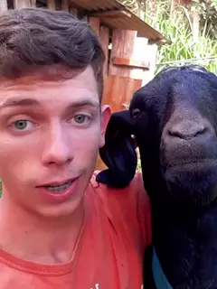 Goat - meme
